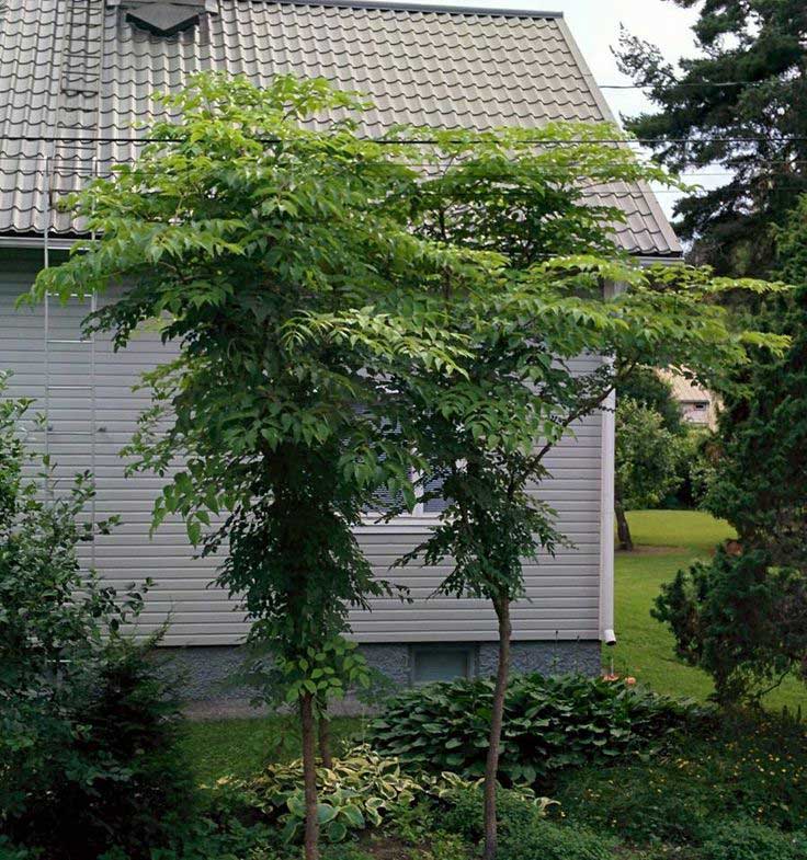 Tatari-vaahtera hedelm&auml;nystyt